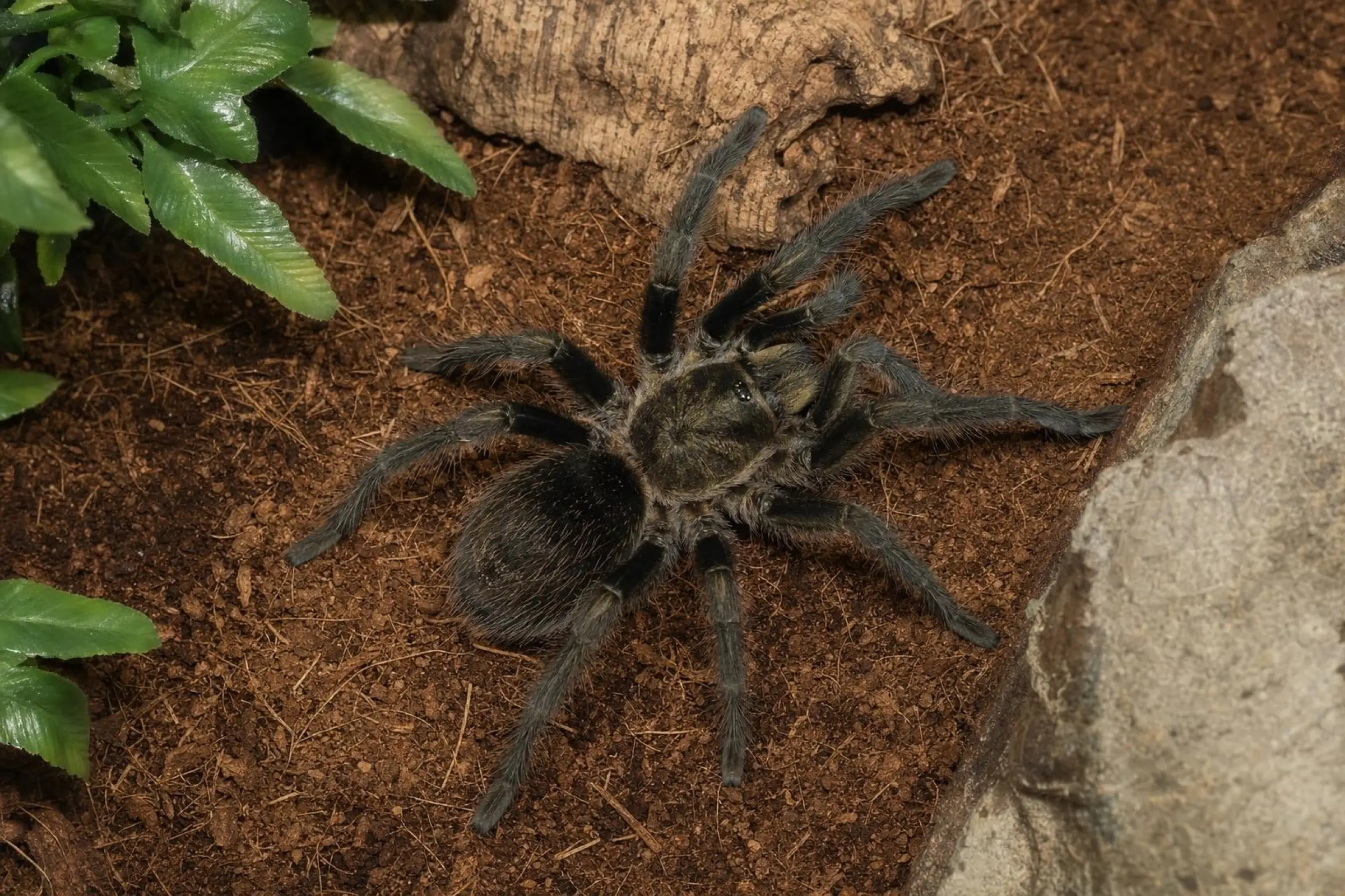 Mygale velours péruvienne, Thrixopelma pruriens
