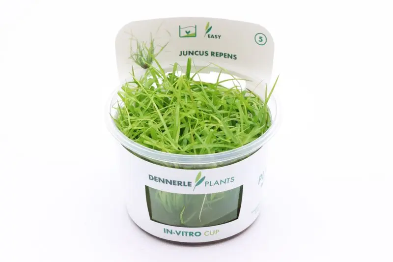 Jonc rampant, Juncus repens, In Vitro