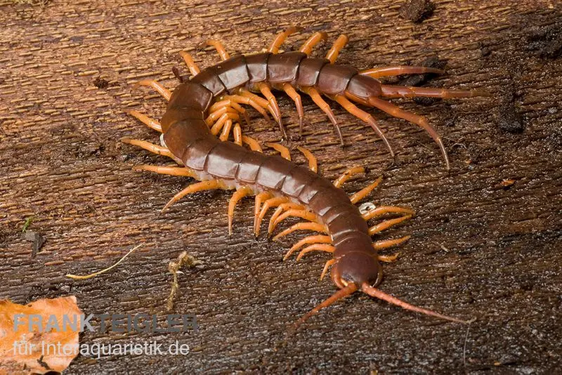 Mille-pattes, Scolopendra subspinipes « Thai-Red-Dragon »