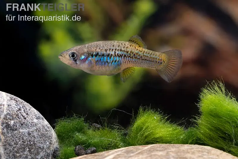 Gambusie demi-lune, Gambusia hurtadoi