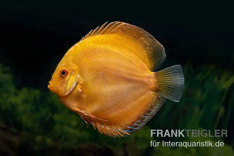 Discus élevage asiatique, Symphysodon discus Gold pigeon (Yellow pigeon)