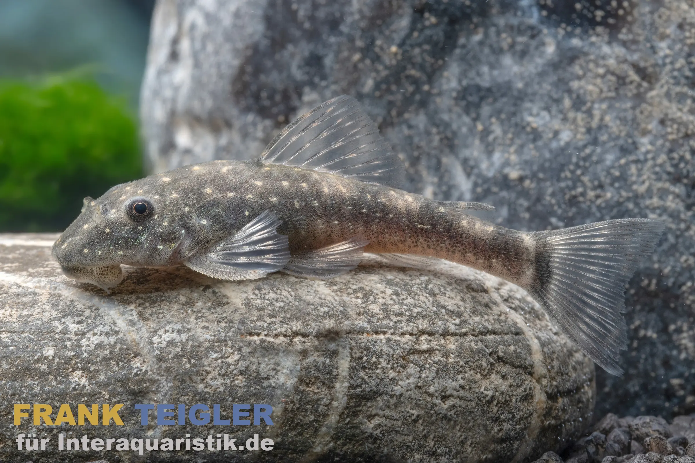 Otocinclus nain de Bahia, Parotocinclus bahiensis