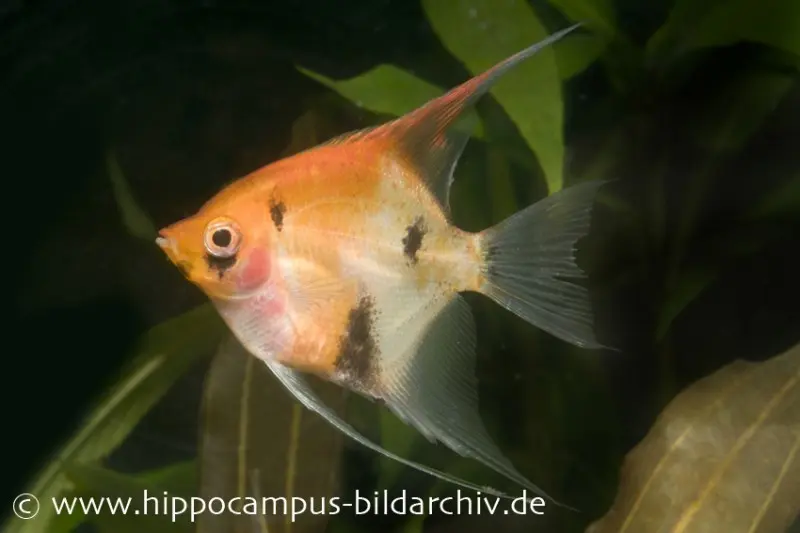 Scalaire Red Devil, Pterophyllum scalare