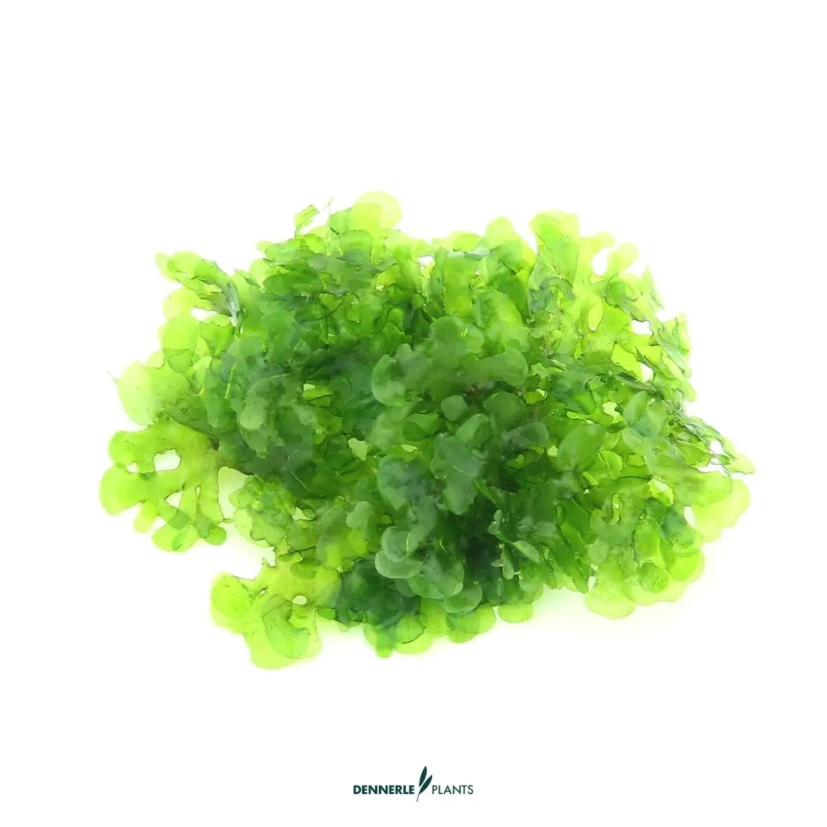 Fougère aquatique de Lomariopsis, Lomariopsis lineata, en pot de 100 ml