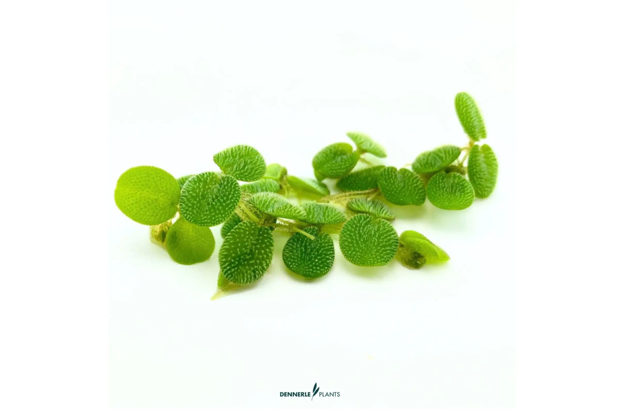 Petit Salvinia flottant, Salvinia minima, 100 ml en vrac en gobelet