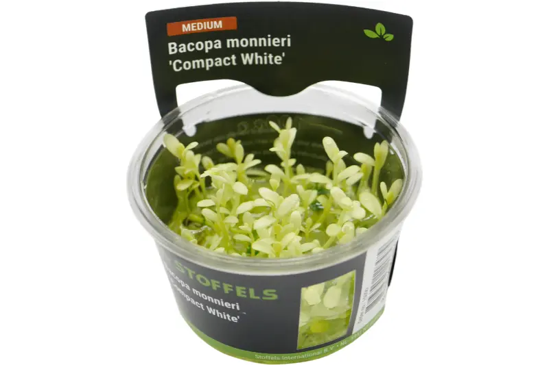 Petit bacopa, Bacopa monnieri « Compact White », in vitro