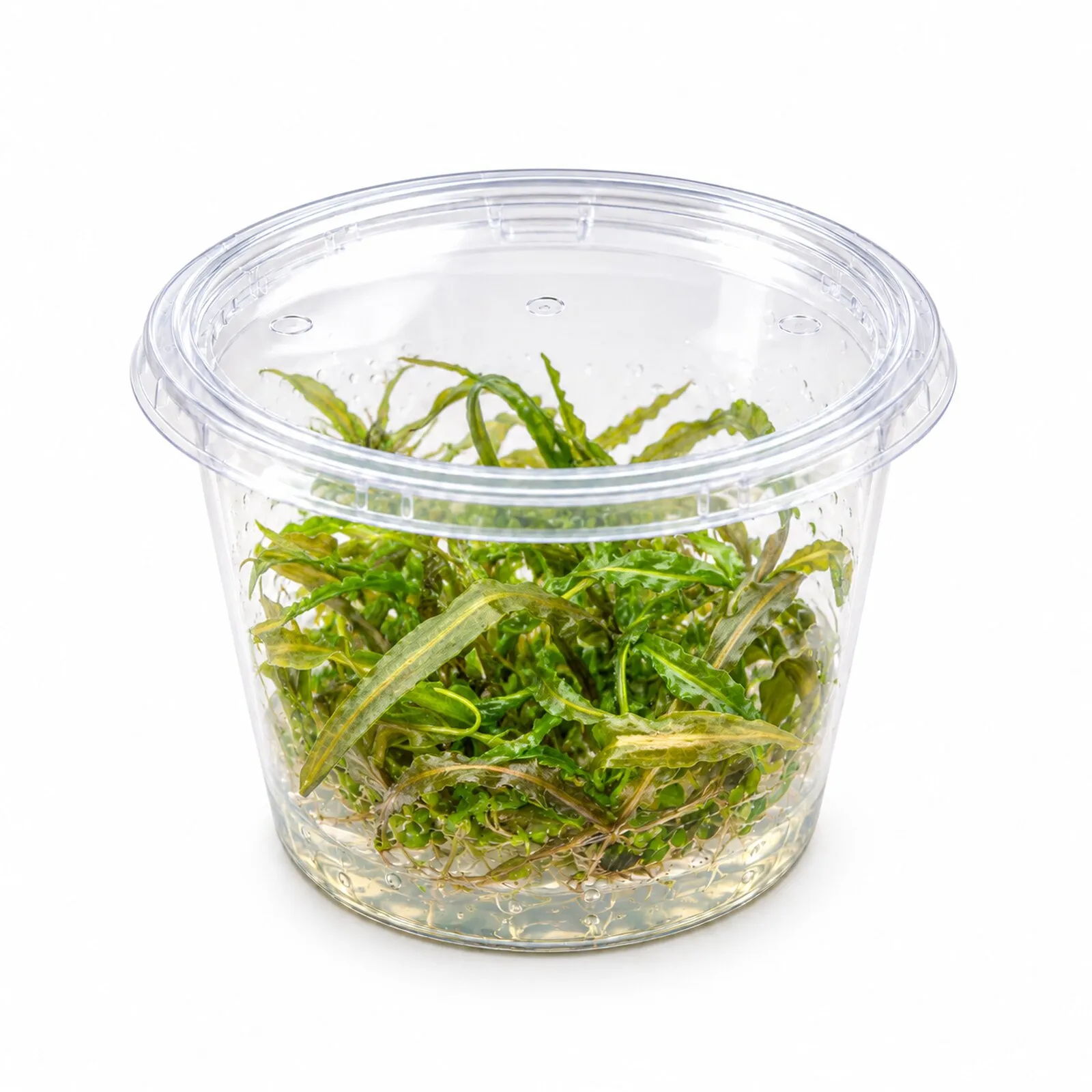 Cryptocoryne à feuilles de graminée, Cryptocoryne crispatula, In Vitro