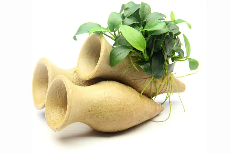 Amphore à crevettes Dennerle, Anubias nana « Bonsai » sur amphore en terre cuite 3