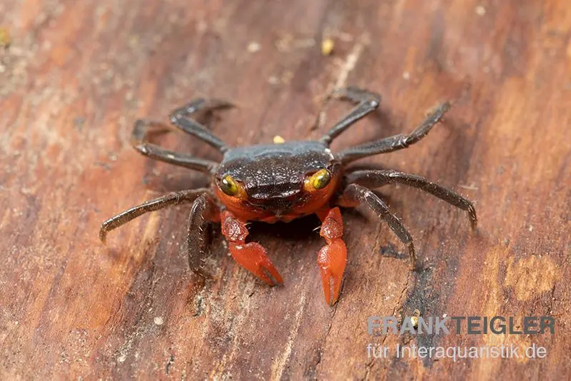 Crabe vampire de Banyumas, Geosesarma noduliferum