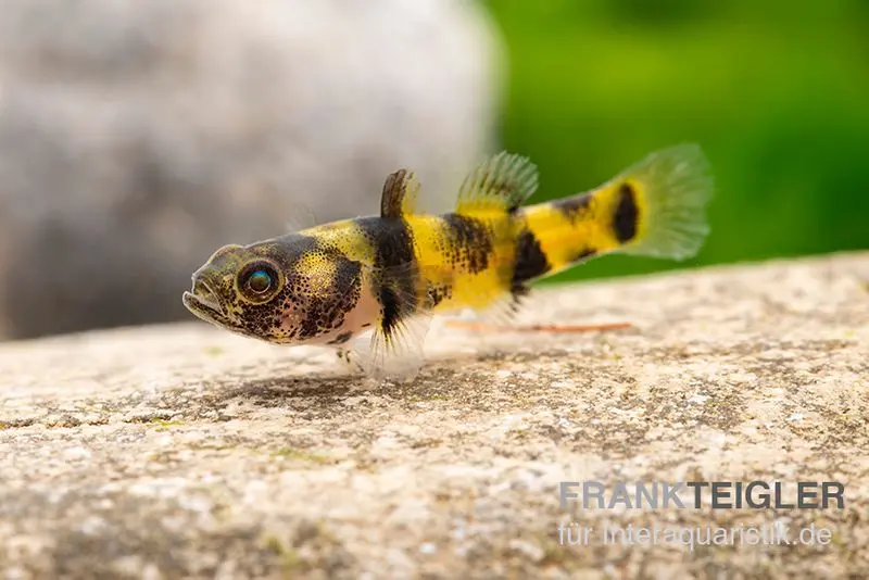 Gobies nains à anneaux dorés, Brachygobius xanthomelas