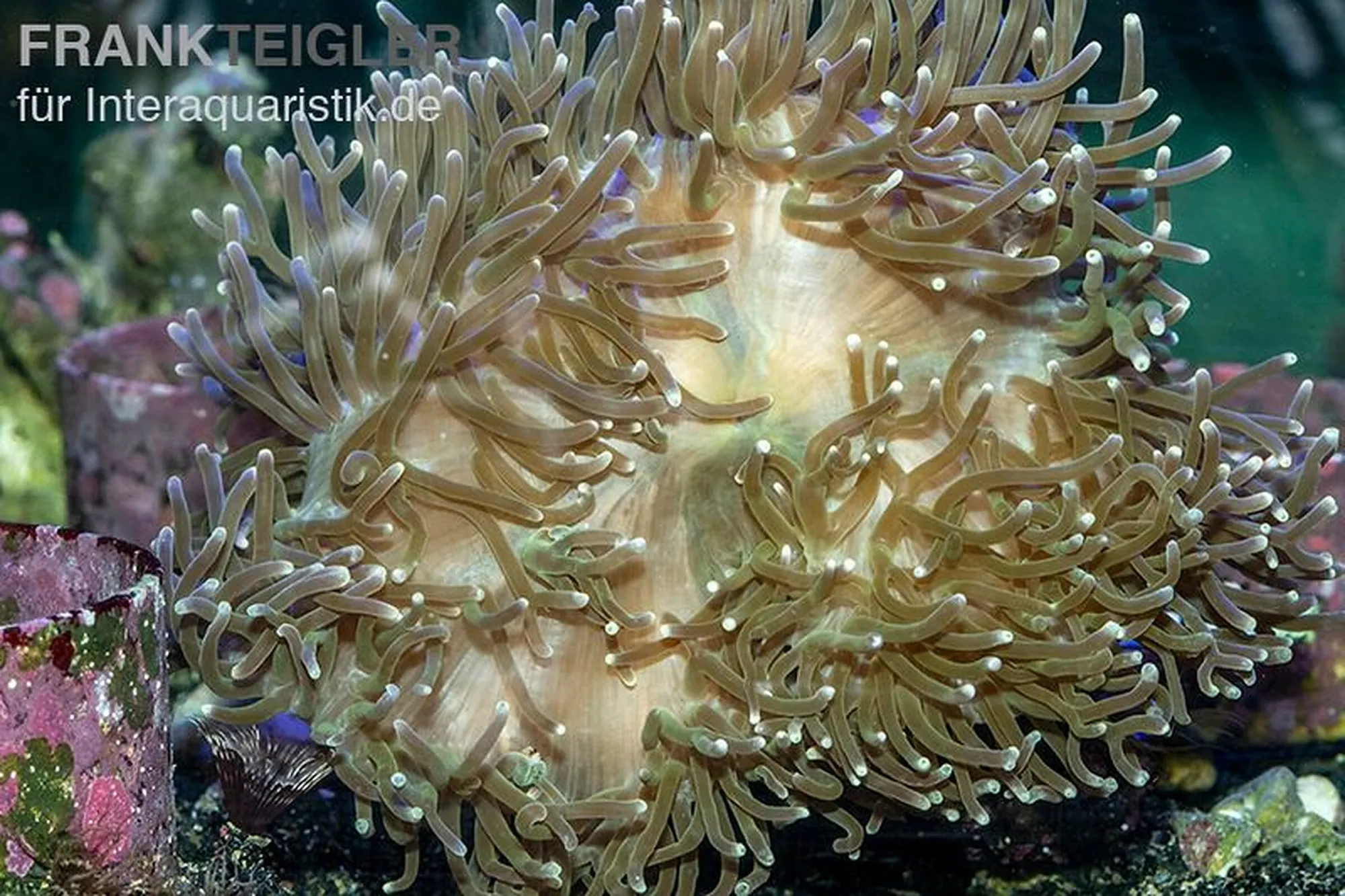Prachtanemone in zufälliger Farbe, Heteractis magnifica, Größe L–XL