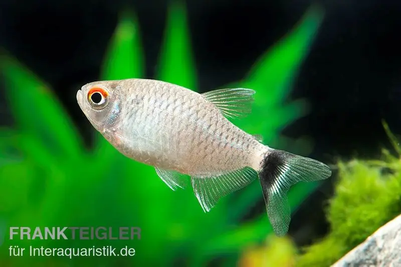 Moenkhausia aux yeux rouges, Moenkhausia sanctaefilomenae