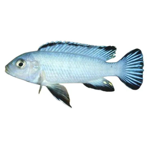 Cichlidés du lac Malawi