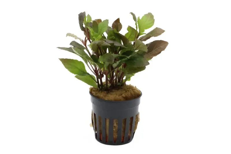 Hygrophile géante « Nomaphila », Hygrophila corymbosa, en pot