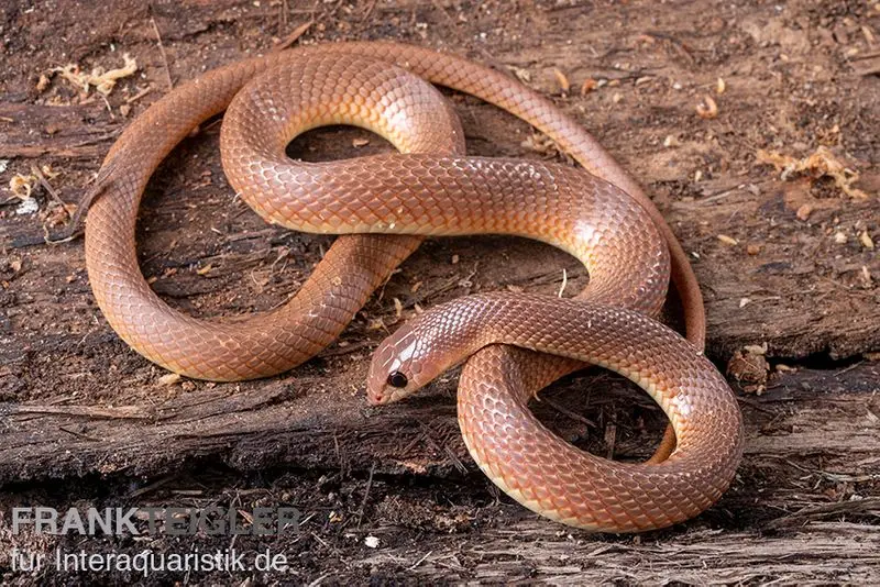 Couleuvre à nez pointu ouest-africaine, Rhamphiophis oxyrhynchus