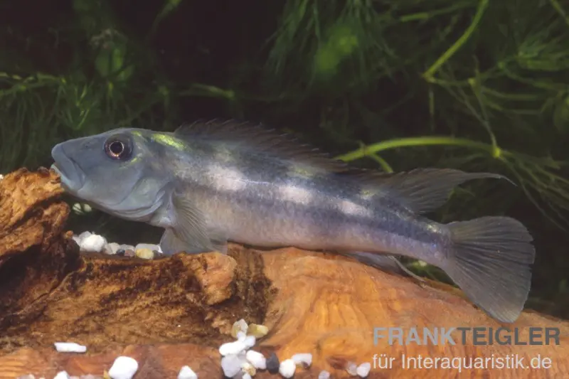 Cichlidé tête de lion, Steatocranus tinanti, 5-9 cm