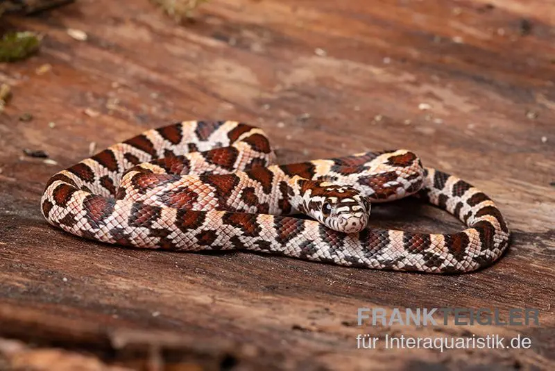 Serpent des blés, Pantherophis guttatus SUPER