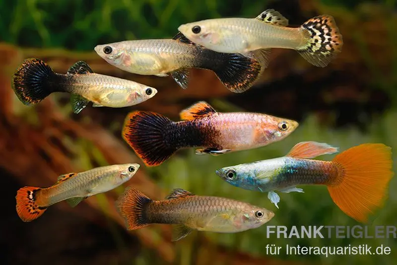 Guppy mélange d’élevage multicolore, Poecilia reticulata, 2M 5F