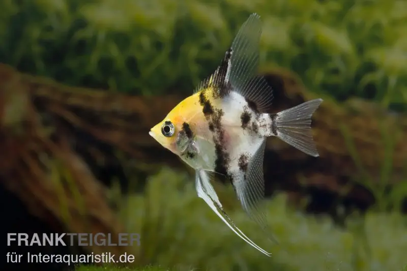 Scalaire koi, Pterophyllum scalare
