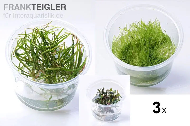 Assortiment de plantes Surprise, 3 plantes In Vitro