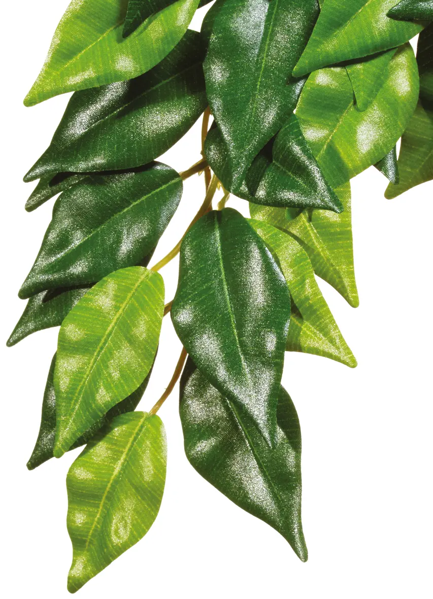 Exo Terra Ficus petit