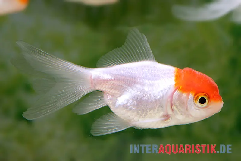 Oranda à tête rouge, Carassius auratus (eau froide), différentes tailles