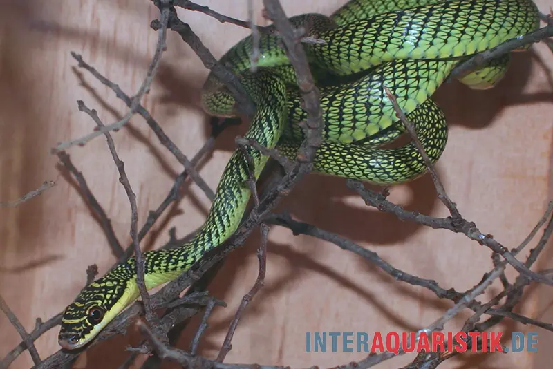 Couleuvre arboricole ornementée verte, Chrysopelea ornata