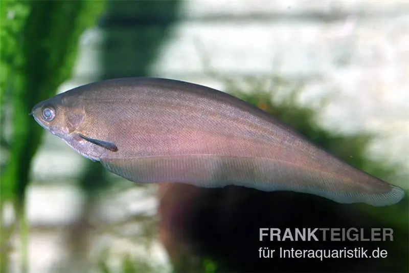 Poisson-couteau africain, Xenomystus nigri