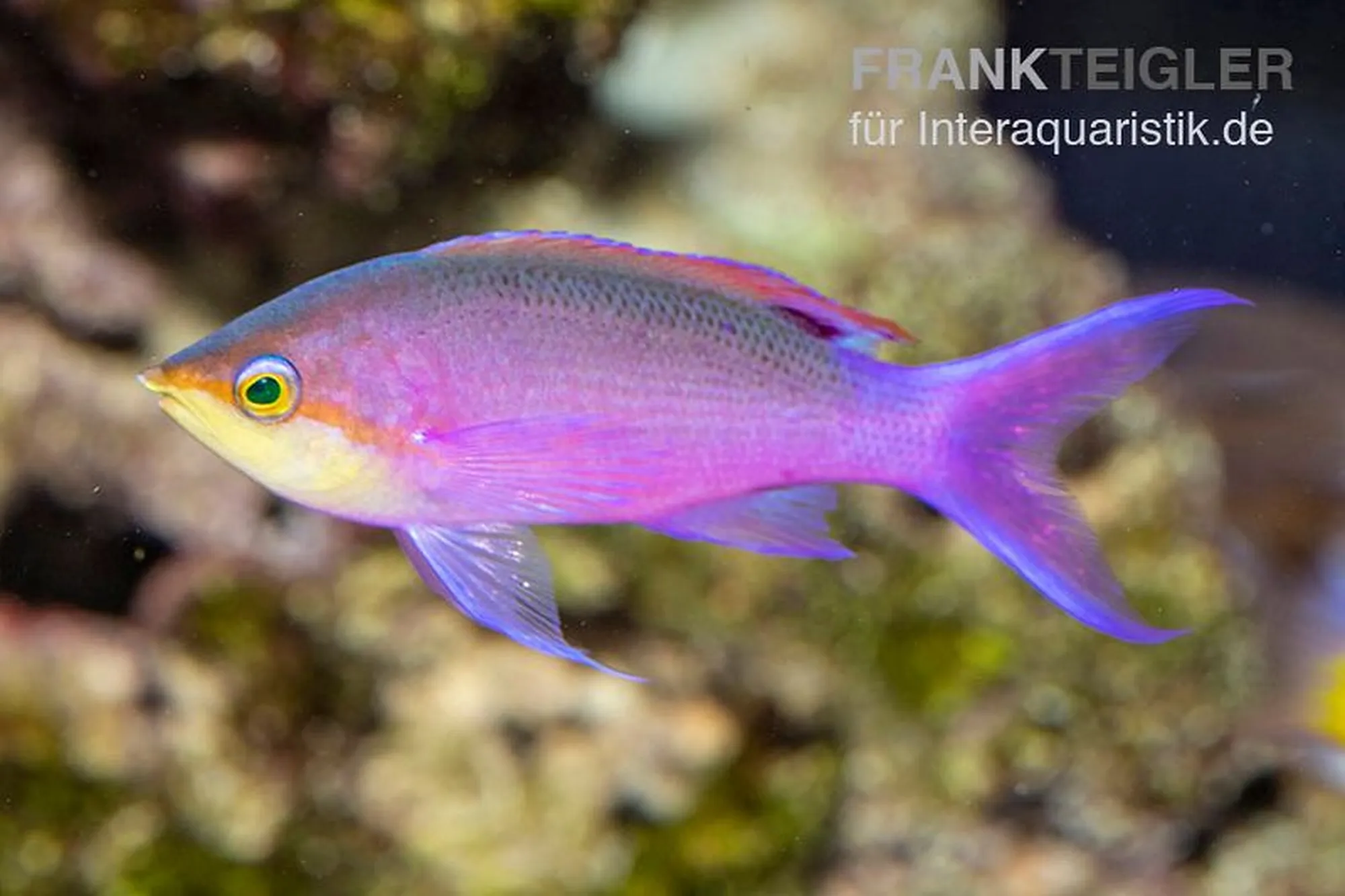 Tuka-Fahnenbarsch, Pseudanthias tuka