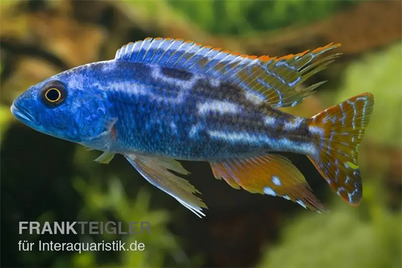 Cichlidé léopard bleu, Nimbochromis fuscotaeniatus, élevage allemand