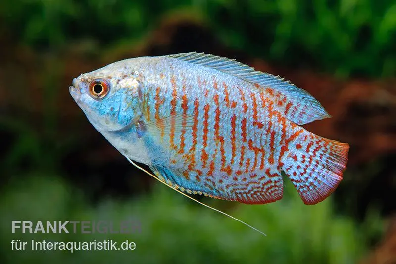 Gourami nain néon bleu, Colisa lalia