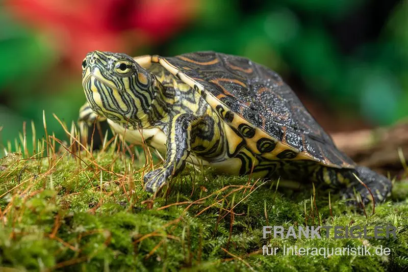 Tortue peinte du Nicaragua, Trachemys emolli
