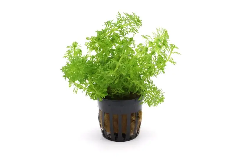 Petite ambulie, Limnophila sessiliflora, en pot