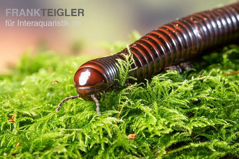 Iule de feu géant, Pelmatojulus excisus
