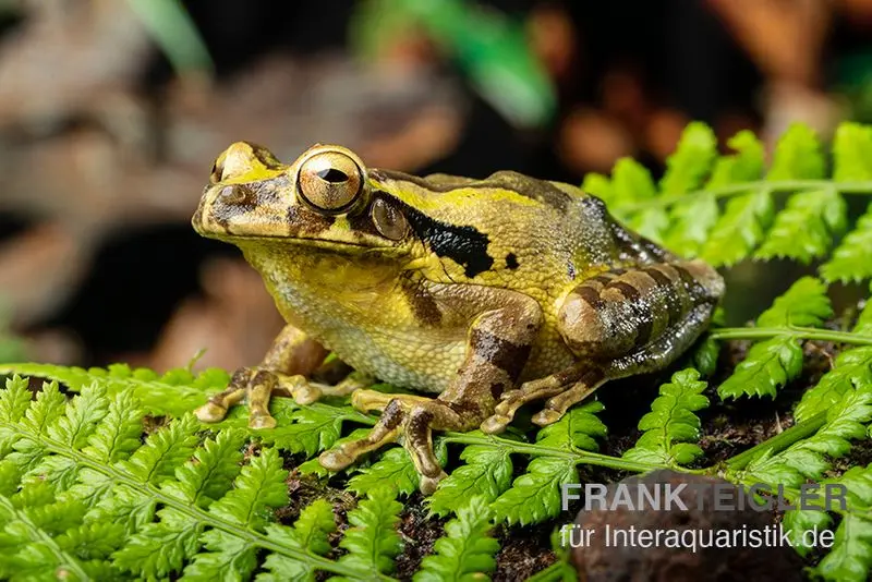 Rainette masquée du Costa Rica, Smilisca phaeota