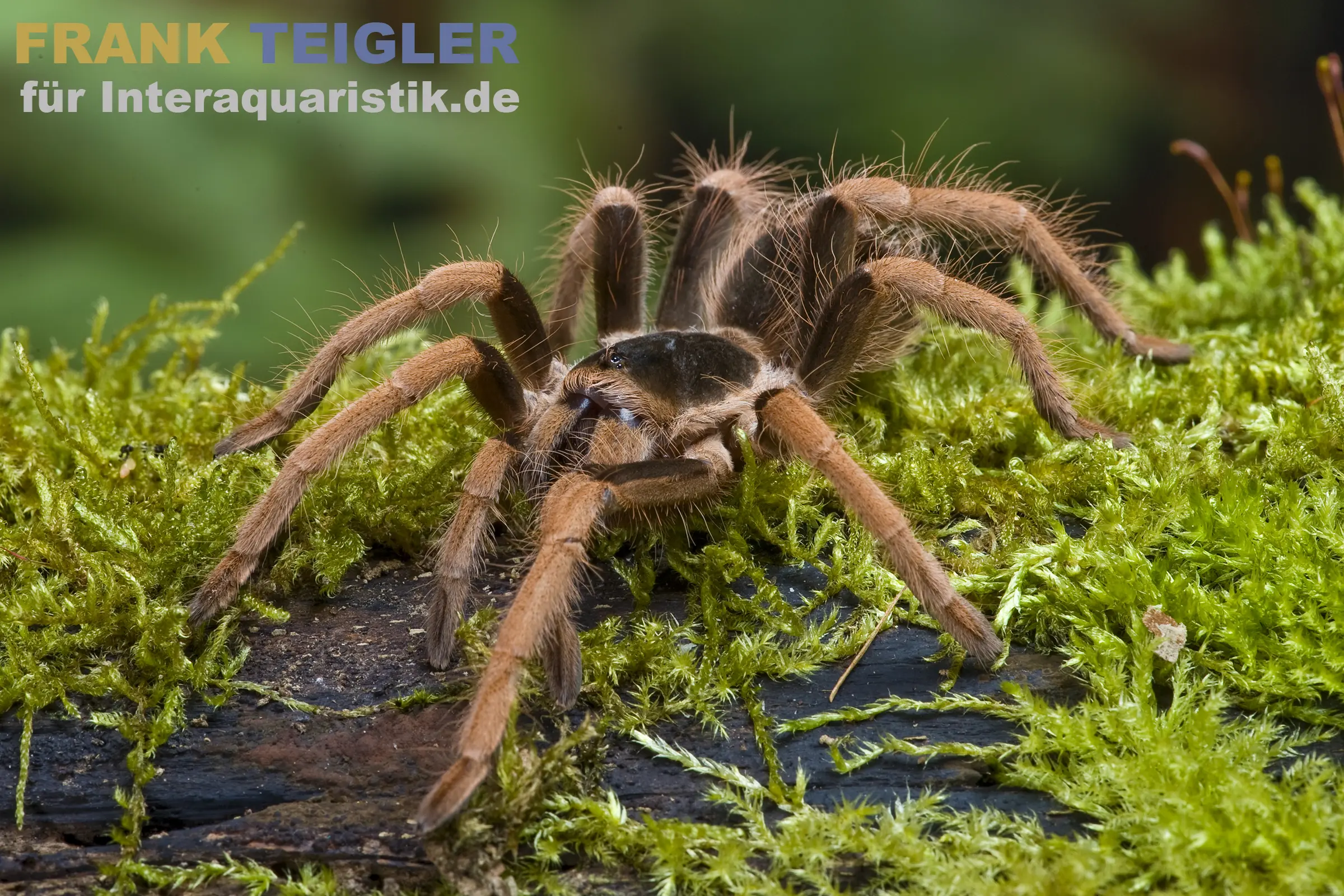 Mygale géante colombienne, Megaphobema robustum