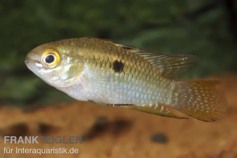 Cichlidé tacheté, Laetacara curviceps