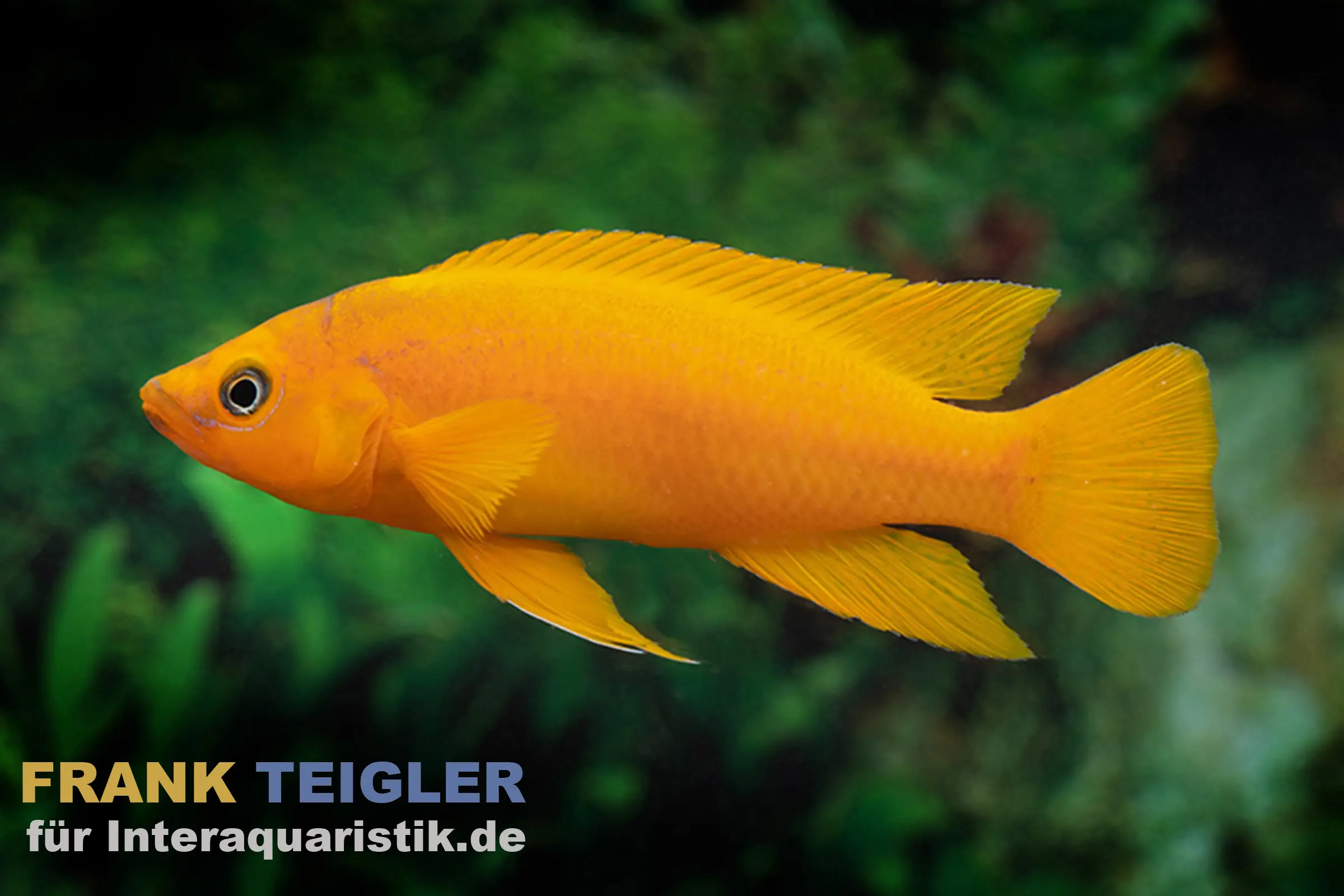 Cichlidé doré d’Uvira, Neolamprologus leleupi "Uvira Orange", 3-4 cm