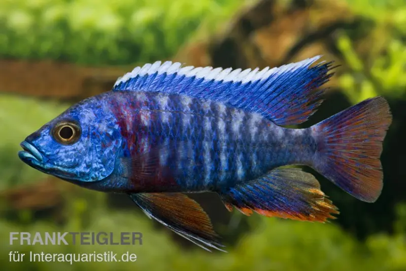 Aulonocara hansbaenschi « Red Flush »