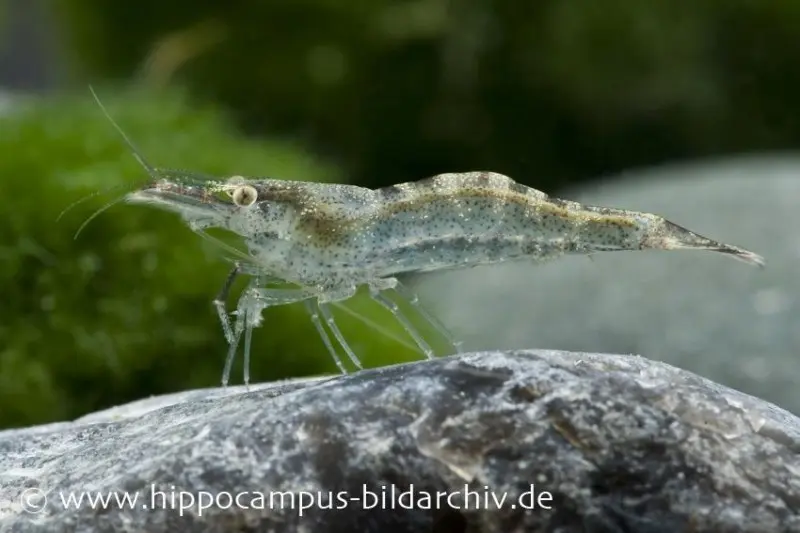 Crevette européenne, Atyaephyra desmaresti (eau froide)