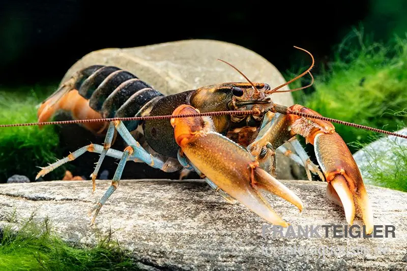 Écrevisse tigre « Red Claw », Cherax peknyi var. « Red Claw »