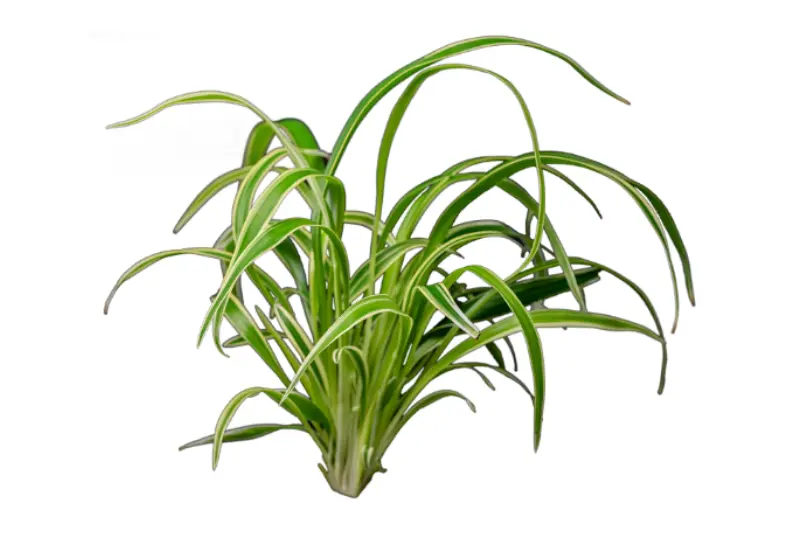 Phalangère, Chlorophytum laxum (bichetii) plante pour terrarium