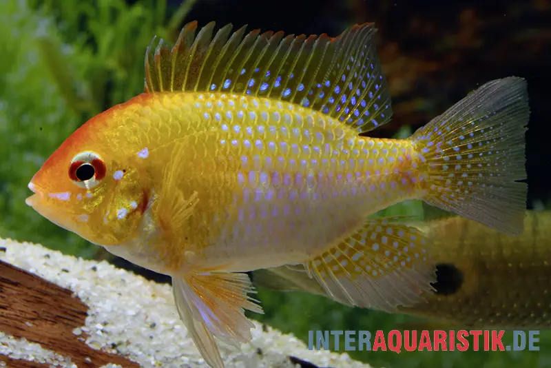 Cichlidé papillon Rotkopf doré, Mikrogeophagus ramirezi