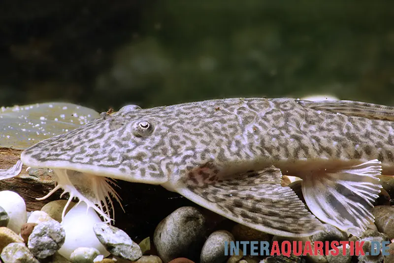 Pléco plie, Pseudohemiodon laticeps