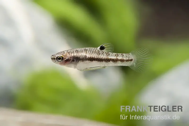 Killi nain, Heterandria formosa