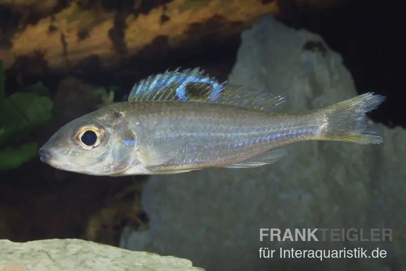 Incubateur buccal à tache oculaire, Ectodus descampsii, élevage allemand