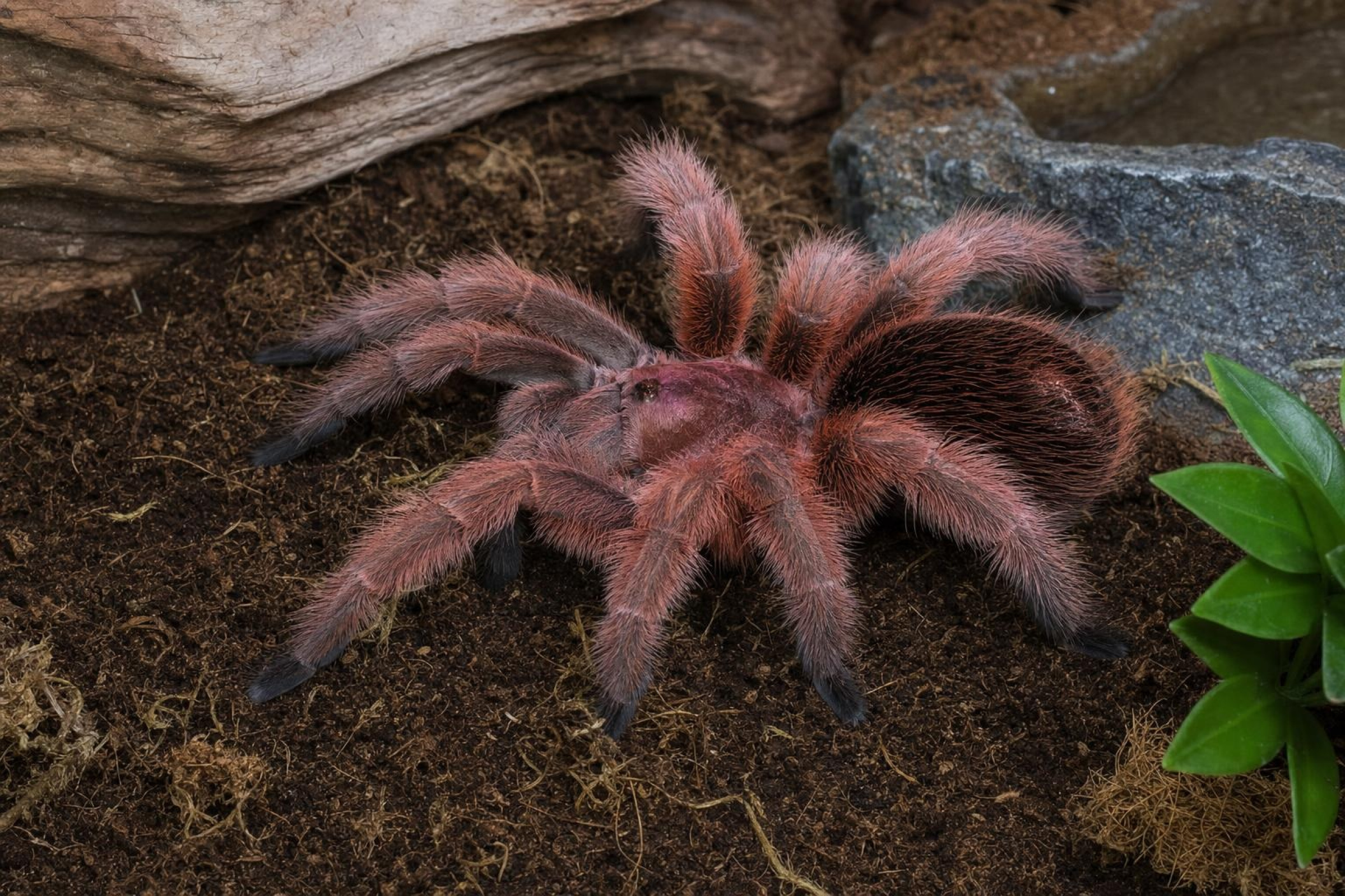 Mygale rouge du Chili, Grammostola rosea