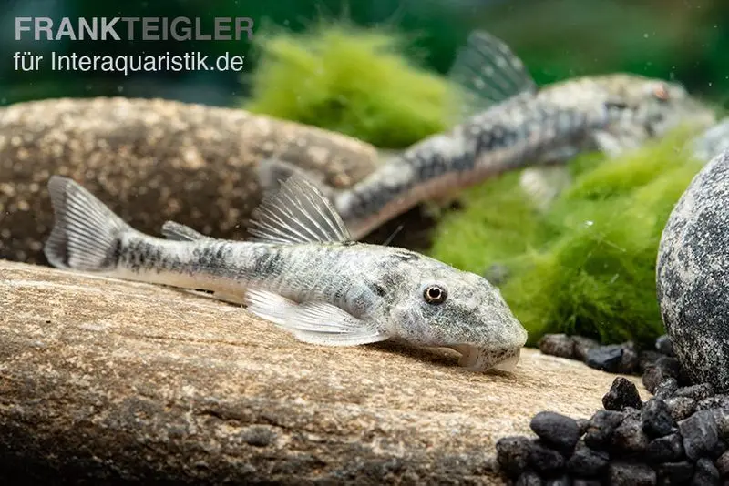 Silure LDA 25, Pitbull Pleco, Parotocinclus jumbo, DNZ