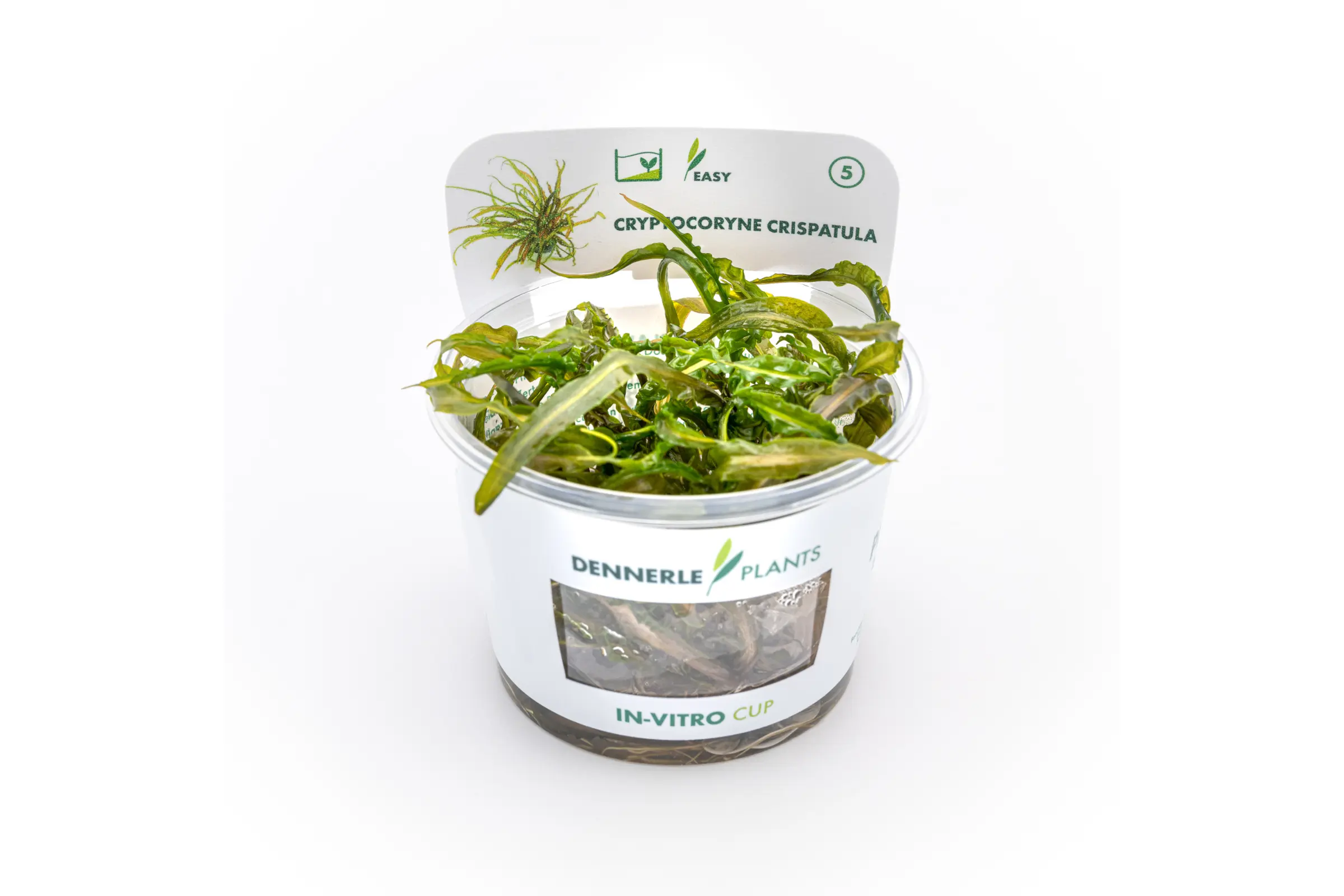 Cryptocoryne à feuilles de graminée, Cryptocoryne crispatula, In Vitro