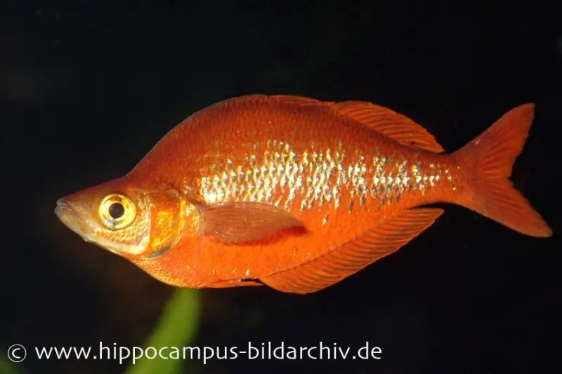 Poisson arc-en-ciel saumoné, Glossolepis incisus